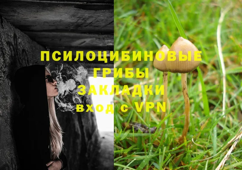 Псилоцибиновые грибы Psilocybine cubensis  Партизанск 